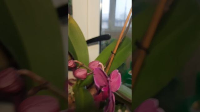 Мои орхидеи!!! #орхидеи #цветы #настроение #весна
