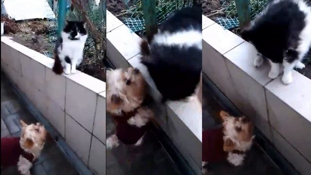 Филя с Котом