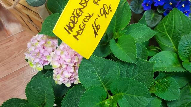 Entrada de plantas semana 1 de junio y aviso importante de horarios 🌴🌳🌲⚘🌷🌼🌻🌵📢📢📢📢📢