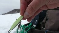 Зимняя рыбалка на судака и берша, 24 января. Берши загибают кивки, жрут тюльку с костями
