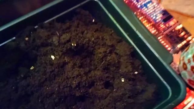 А вот возьму и выращу пальму на подоконнике