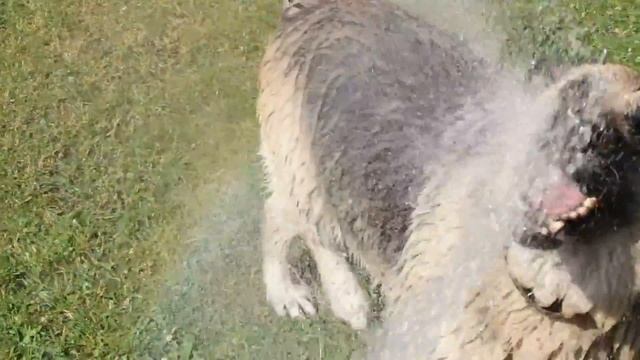 Olympus SH-60 Slow Motion - Happiness Dog!