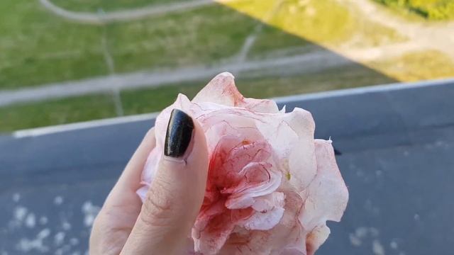 Waffles paper rose.  Wafer paper flower. Роза из вафельной бумаги.