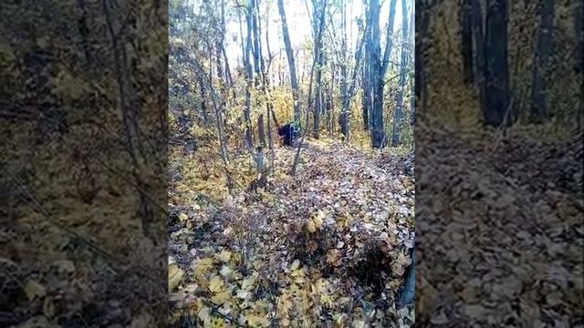 Рембо,первая кровь