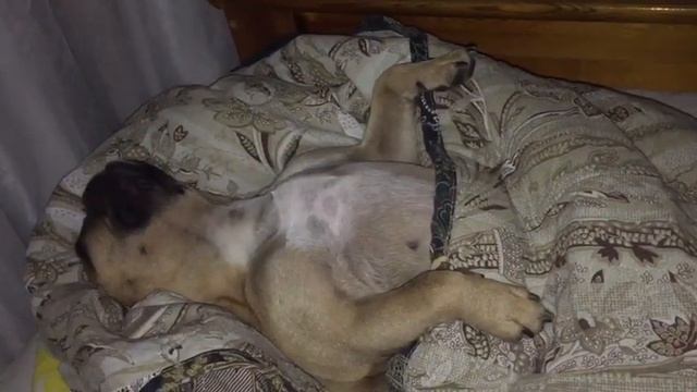 Здоровый сон))#собака#храп#сон#юмор