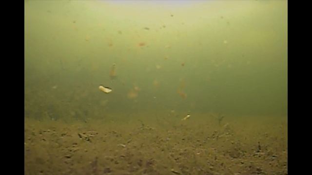 РЫБЫ ПОЛНО. ПОДВОДНАЯ СЪЕМКА. Зимняя рыбалка видео