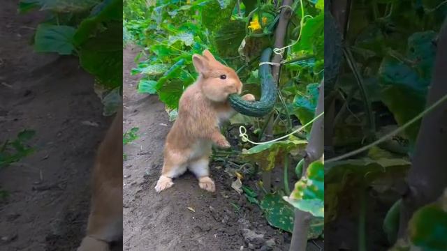 Опасного вора поймали с поличным