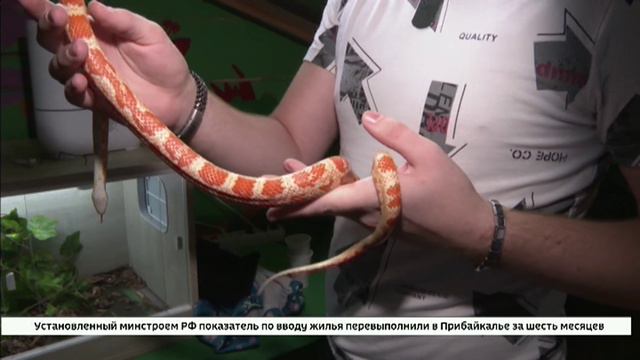 В Иркутском зоосаде открылась выставка рептилий. Личных змей, лягушек и ящериц сюда принесли сотрудн