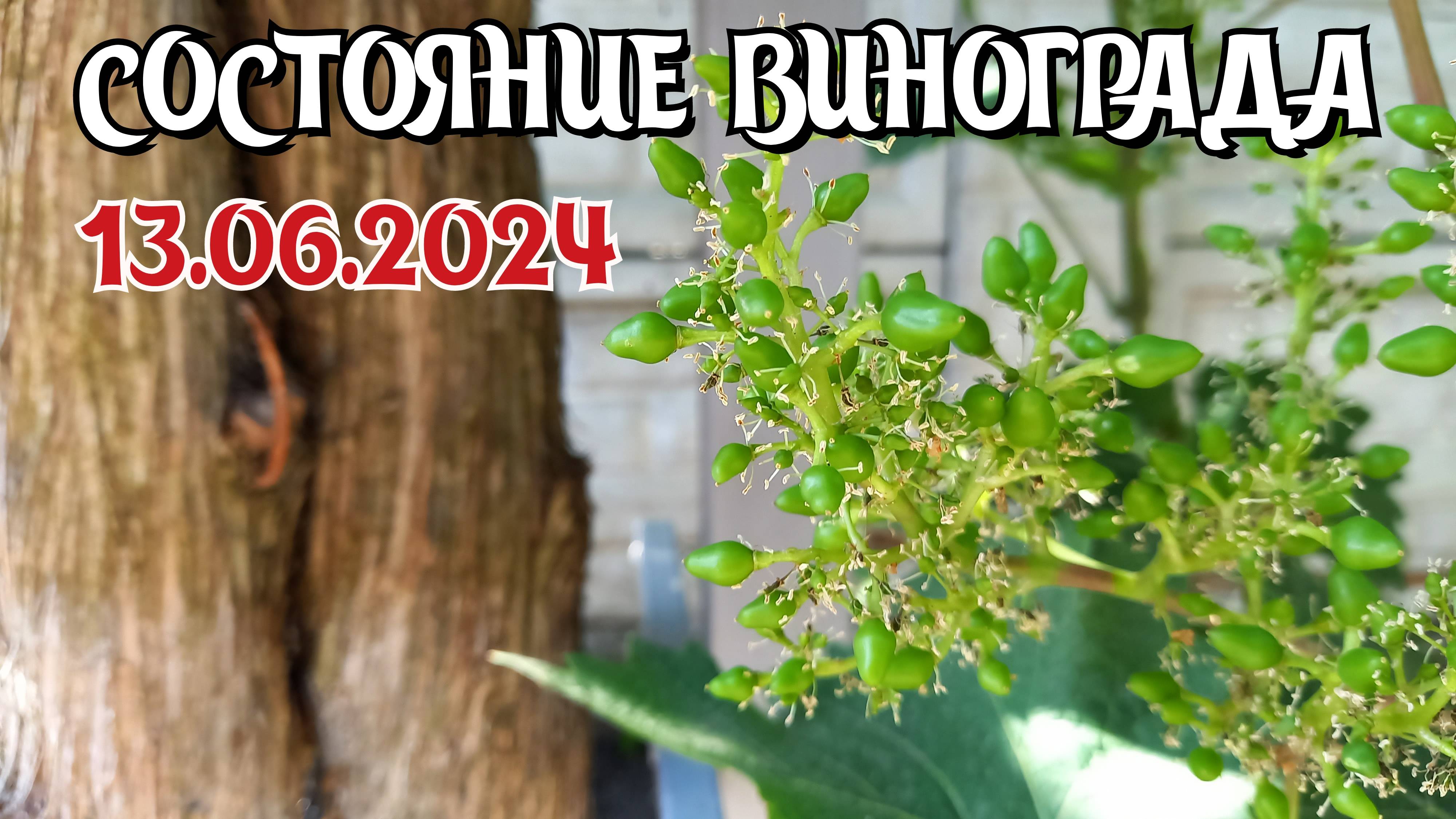 Состояние винограда на 13.06.2024 - Донбасс 🇷🇺