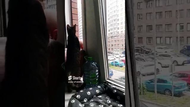 кот батон