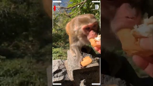 The Best of Monkey Eating Videos - A Funny Monkeys Compilation Ep119