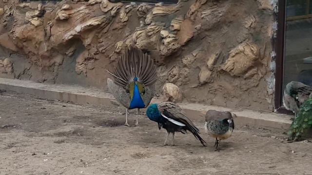 Прогулка по мини зоопарку. Гуляем с ребенком. Ребенок и животные. Mini zoo. Child and animals.