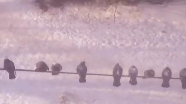 ГОЛУБИ В НАШЕМ ДВОРЕ! (ИХ ОЧЕНЬ МНОГО!) ГОЛУБИ ЗАХВОТИЛИ КРАСНОЯРСК!