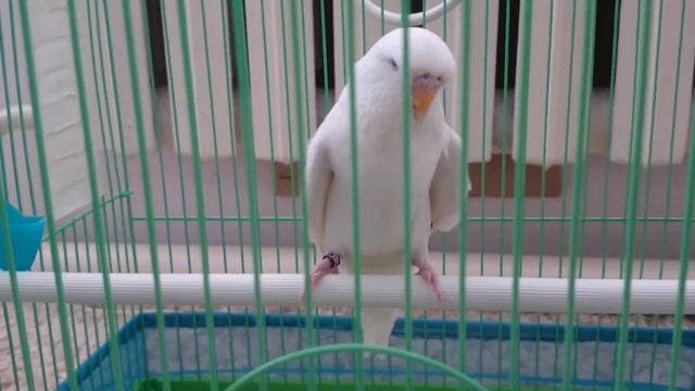 Волнистые попугаи: сидят на кладке яиц