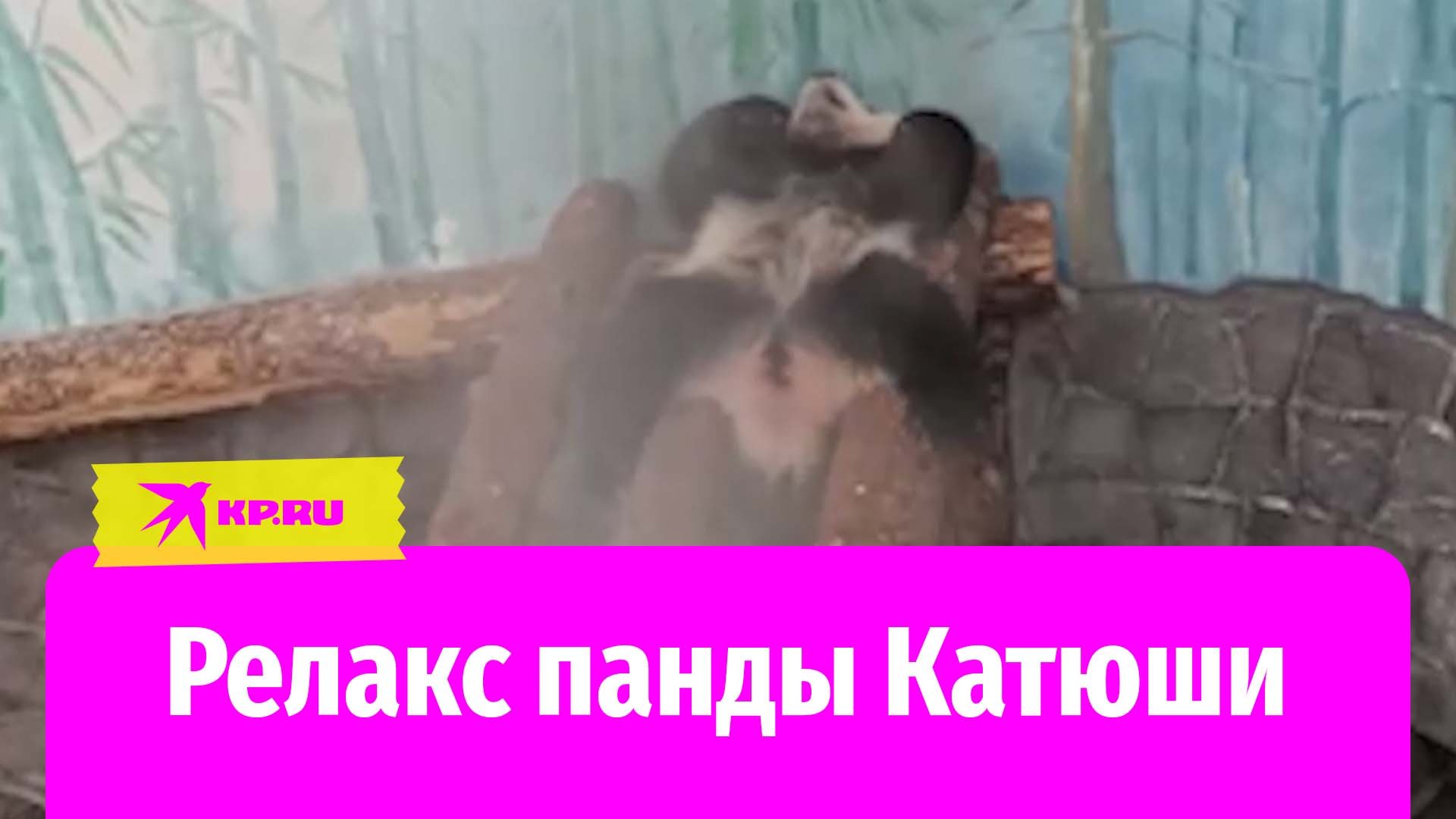 Панда Катюша из московского зоопарка релаксирует
