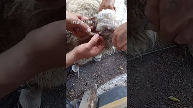 Рога врастают в голову своего хозяина
