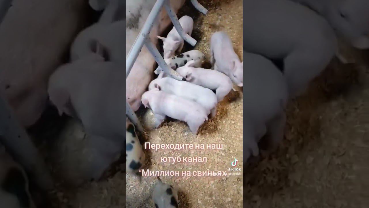 @million_on_pigs #деревня #хозяйство #животные #pig #пьетрен #piggy #свиноматки