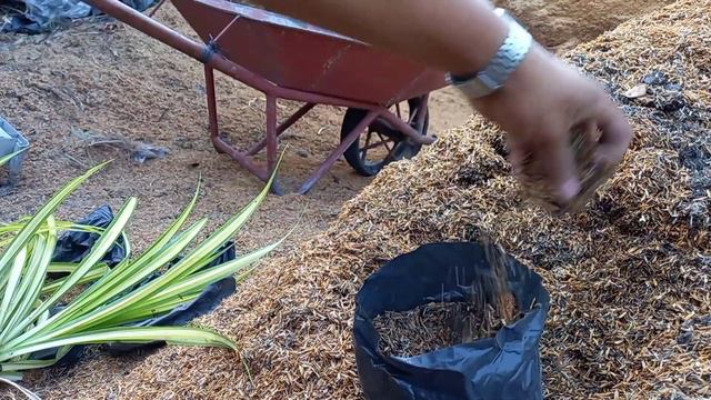 Golden Pandanus Plants Propagation Process