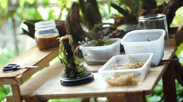 Mini Terrarium - Spaghnum Moss - Selaginella - Jungle Plant