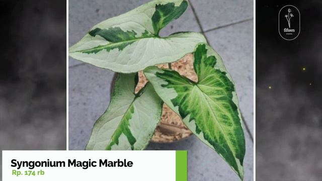 60 Jenis Tanaman Hias Syngonium Beserta Harganya