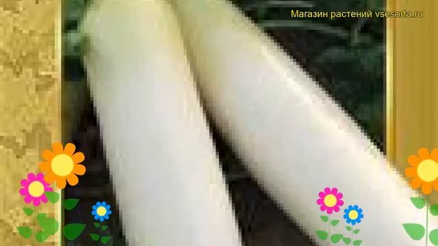 Редька Китайская (лоба) клык слона. Краткий обзор, описание Kitayskaya (loba) Klyk Slona