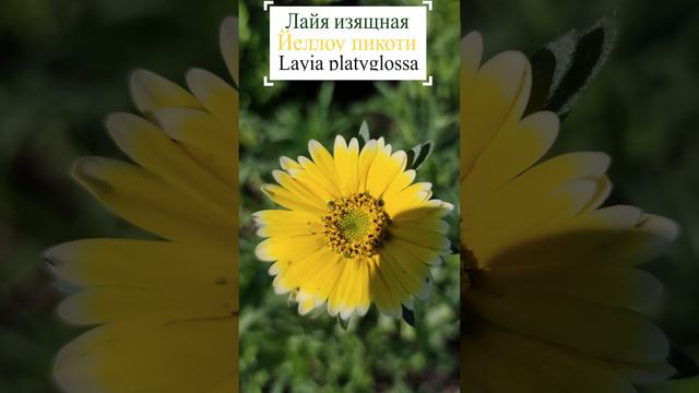 Лайя изящная - Йеллоу пикоти (Layia platyglossa)😍
