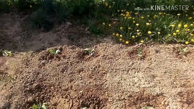 Прибрались на участке.Наши красавицы!Рассада.Клубника.Земляника.