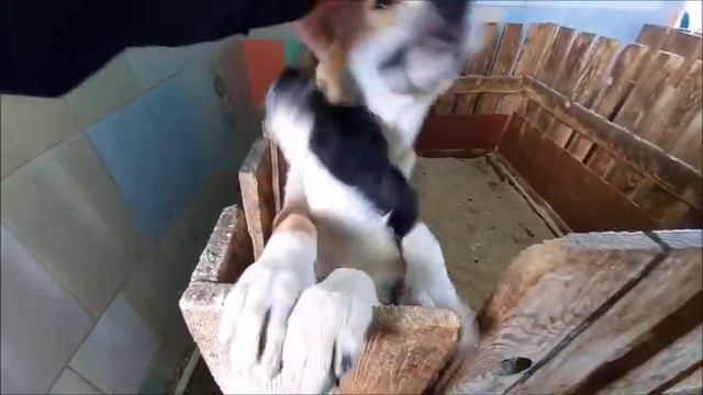 Мини экскурсия по приюту