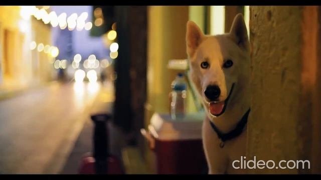 Learn The Sounds Of Pets, Dogs|Учим звуки домашних животных,собаки|educational Video For Kids