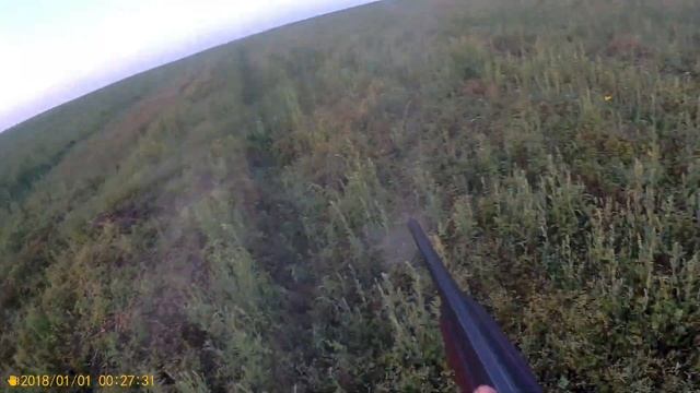 первая охота на перепела