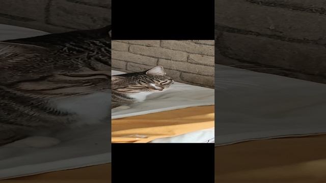 Хохотуки