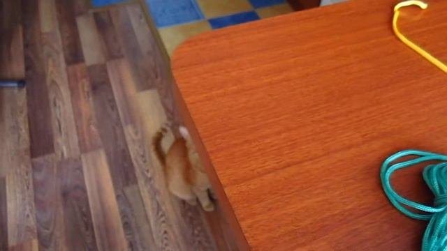 КОТ- ПОМОЩНИК