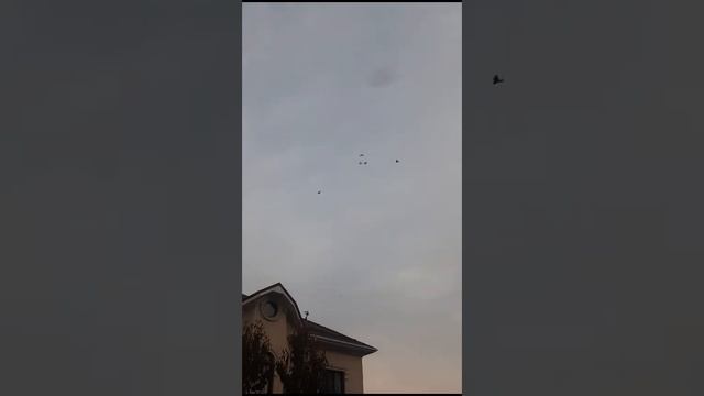 Usbekische Tauben. Uzbek pigeon.