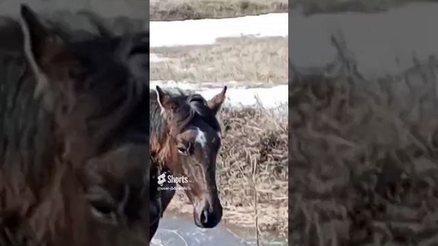 поселок МАРЬЯНОВСКИЙ