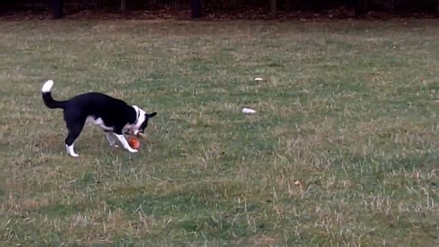 Border Collie Brainy Barmy Bossy  Brock.