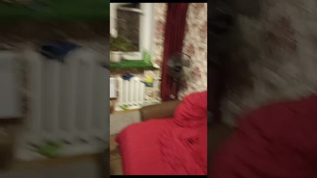 Убежище родное...Басик...