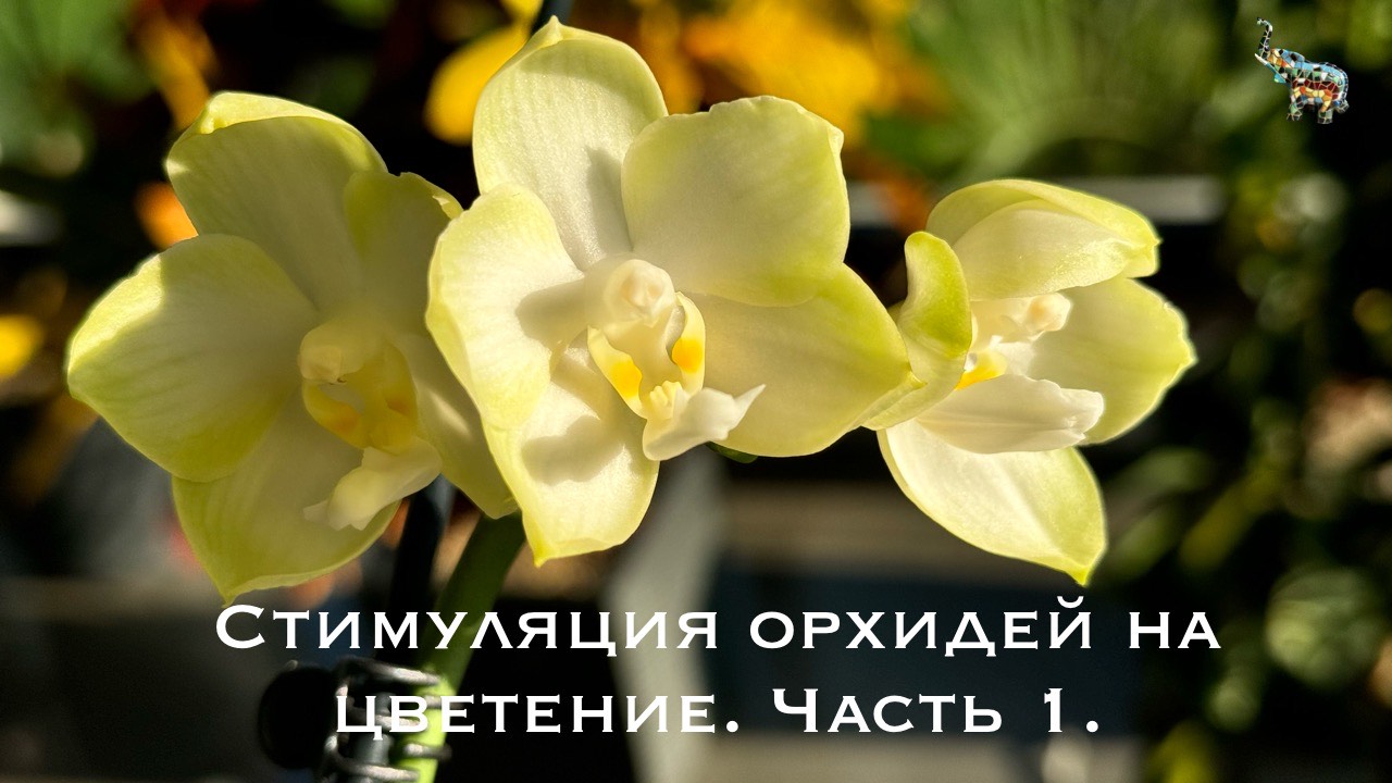 Стимуляция орхидей на цветение #phal #орхидеи #какзацвестиорхидею #уходзаорхидеями