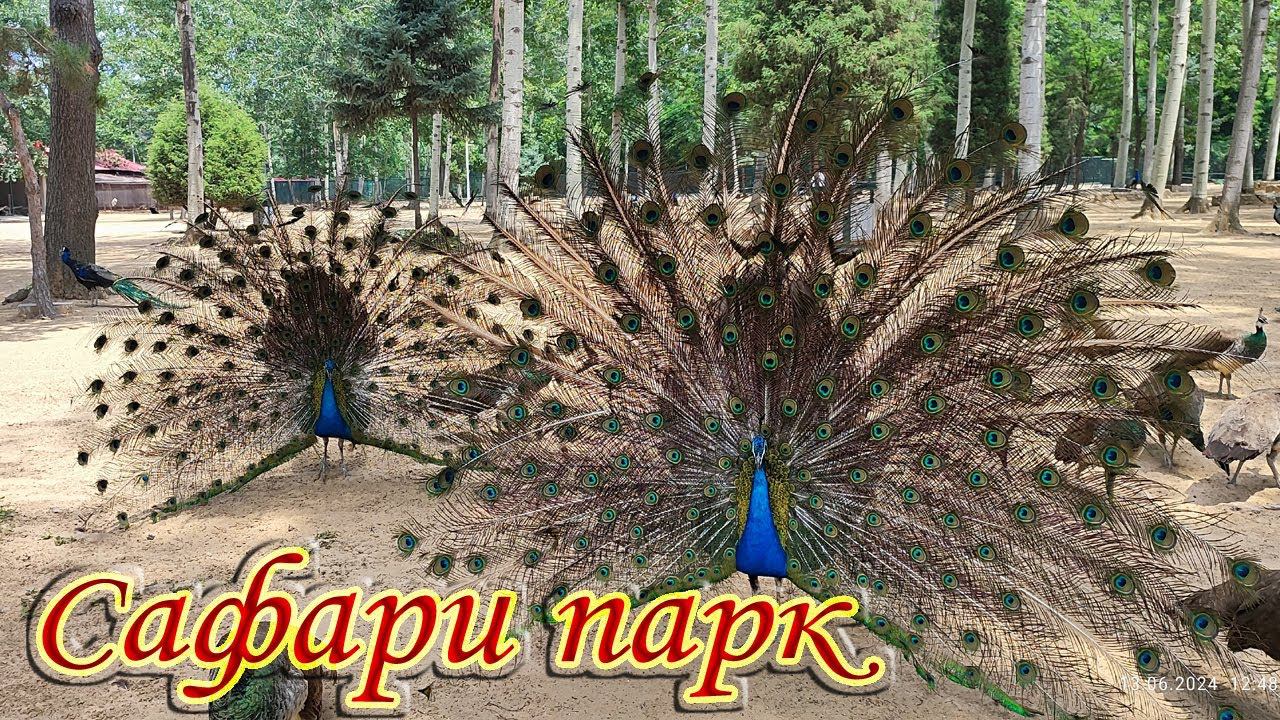 Бэйдайхэ 2024 # 6 Cафари парк