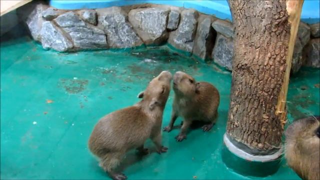 Малыши капибар играют. 03.01.21 г.