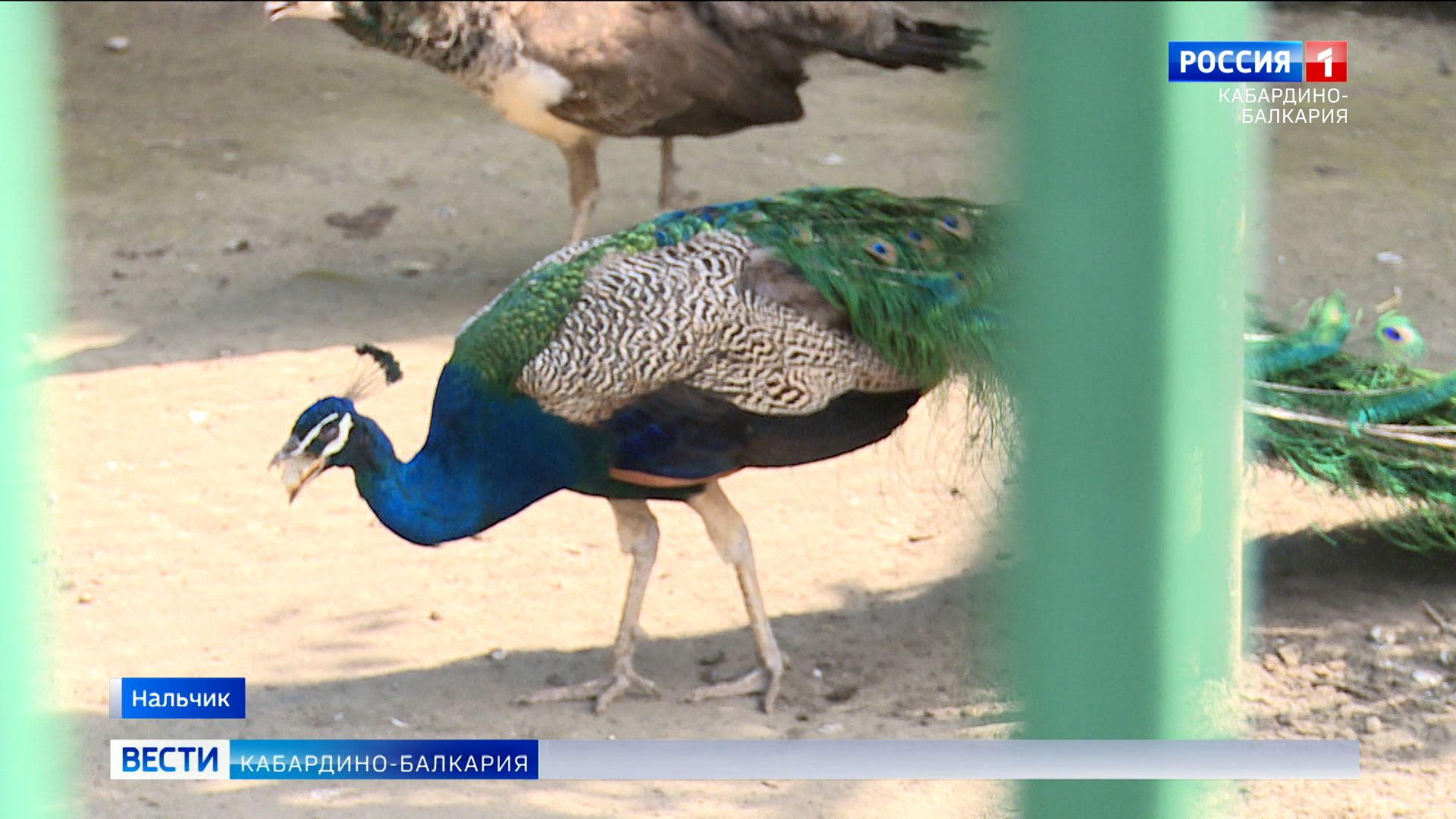 Обитателям зоопарка в Нальчике помогают справиться с жарой