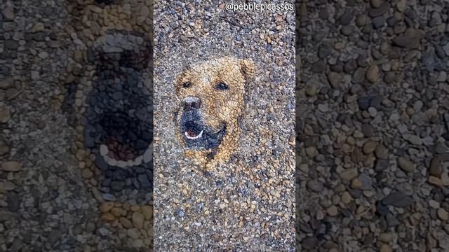 A Dog Made Of Pebbles   ViralHog