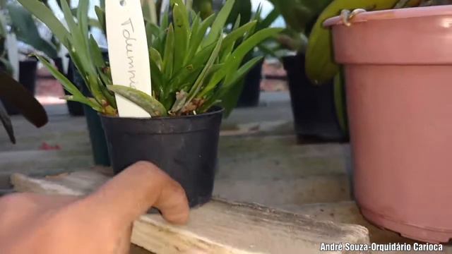 Mine e micro orquídeas