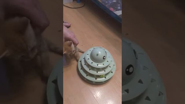 Реакция котят на игрушку трек с мячиками