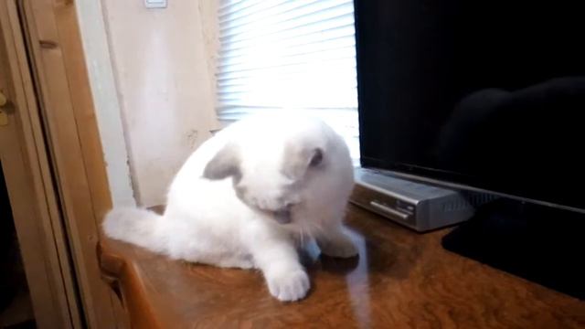Шотландский прямоухий красавчик