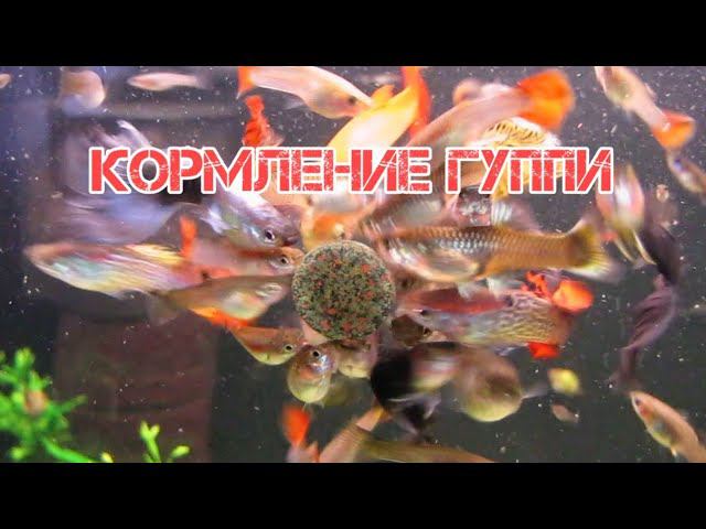 СЕКРЕТЫ КОРМЛЕНИЯ ГУППИ