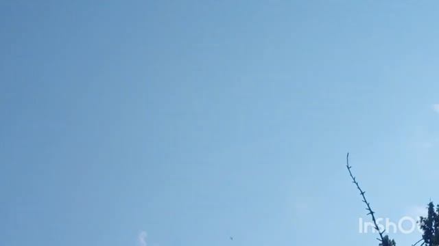 Атака сапсана на голубей. Peregrine falcon attack on pigeons.