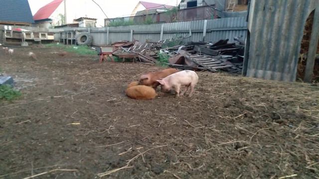 Поросята 🐖🐖🐖забили кота