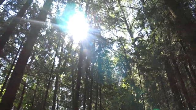 Лесной клип #music