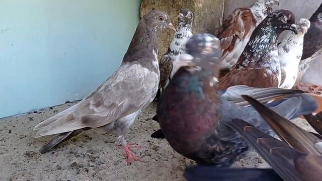 новомарьевские серозобые цветные, часть 3...