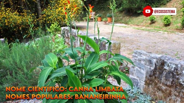 14 ESPÉCIES DE PLANTAS BULBOSAS PARA IDENTIFICAÇÃO